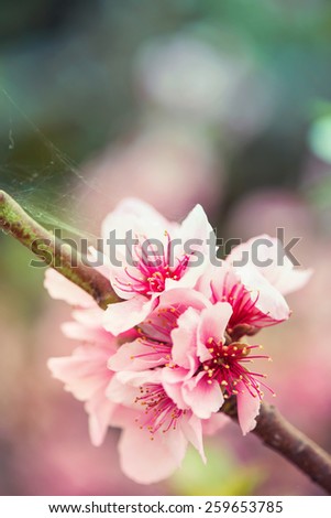 vintage effect filtered photo of early spring blooming peach tree branch
