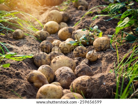 fresh organic potatoes in the field Royalty-Free Stock Photo #259656599