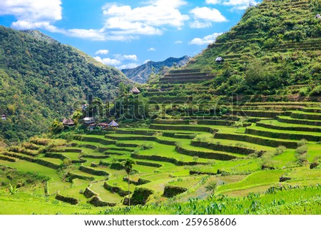 Rice terraces in the Philippines. The village is in a valley among the rice terraces. Rice cultivation in the North of the Philippines, Batad, Banaue. Royalty-Free Stock Photo #259658606