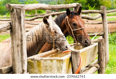 Drinking Horses