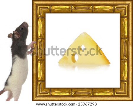  rat a picture frame on a white
