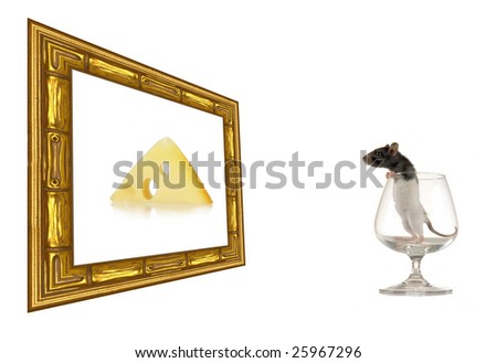  rat a picture frame on a white