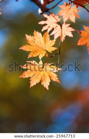 October forest 3