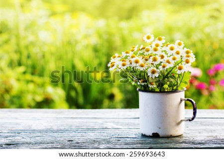 Summer or spring beautiful garden with daisy flowers Royalty-Free Stock Photo #259693643