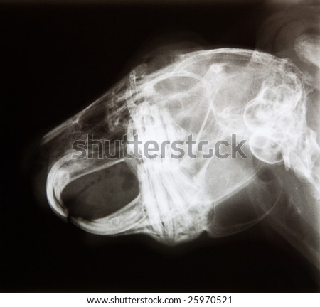 x-ray, bunny head with jawbone abscess