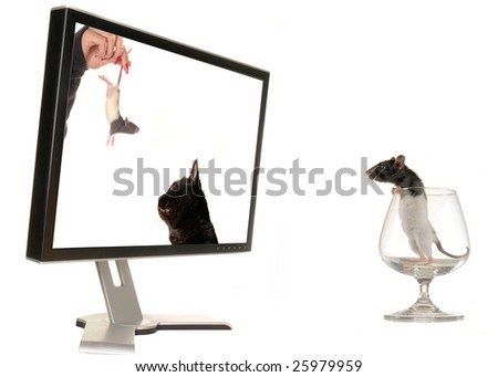  Rat on a background of the monitor