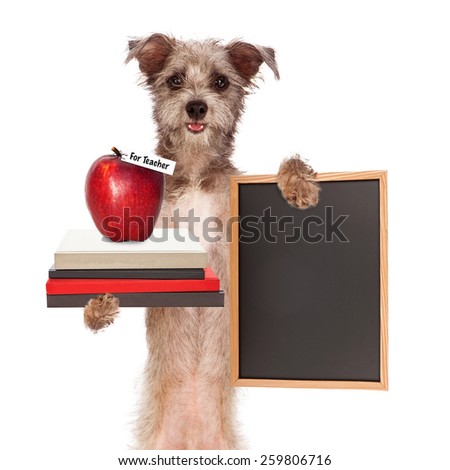 Funny image of a cute terrier dog holding a stack of books with an apple for the teacher and a blank chalkboard sign