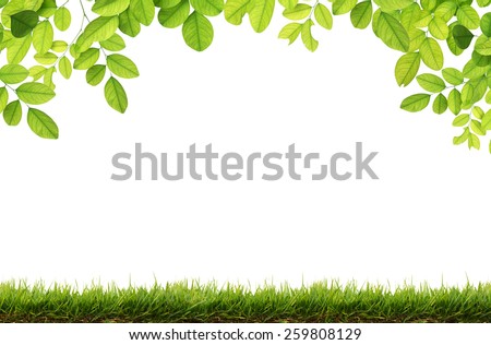 Green leaves and Green grass isolated. Royalty-Free Stock Photo #259808129