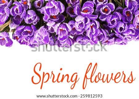 Fresh spring flowers crocuses  isolated on white  background.Selective focus. Place for text.