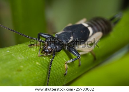 Macro shot of a black and white earwig