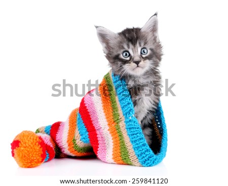 Little kitten sitting in a  hat isolated on white background