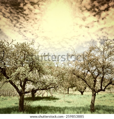 Flowering Trees Surrounded by Sloping Meadows in Switzerland at Sunset, Vintage Style Toned Picture