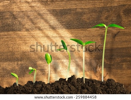 Growth, Seedling, Plant. Royalty-Free Stock Photo #259884458