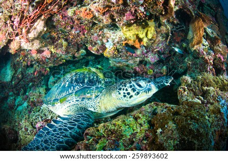 sea turtle on coral bunaken sulawesi indonesia mydas chelonia underwater photo