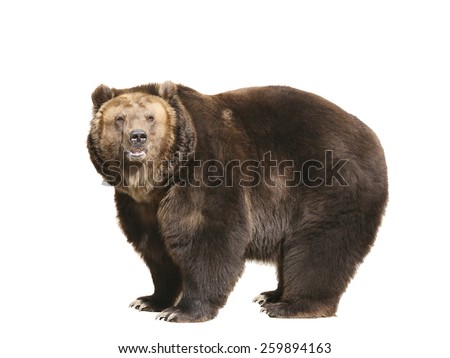 Big brown bear isolated on white background Royalty-Free Stock Photo #259894163