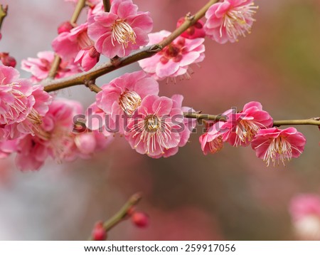 Flowers in spring series: plum blossoming in spring, it is the only remaining last winter flower, is the earliest blooming flower in spring. It shows struggle and pride. Royalty-Free Stock Photo #259917056