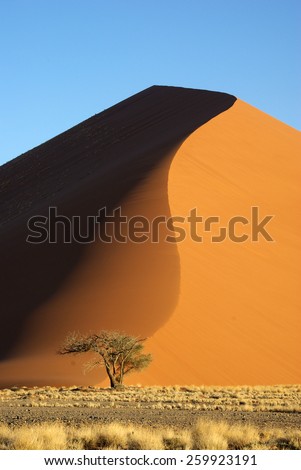 Namib desert, dune