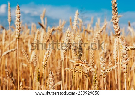 Wheat field Royalty-Free Stock Photo #259929050