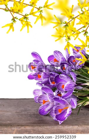 Fresh spring flowers crocuses on aged wooden board isolated on white background.Selective focus.  