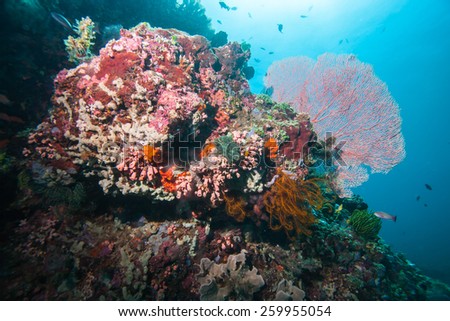 giant fan coral