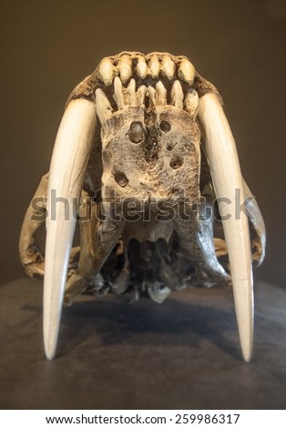 Saber tooth tiger skull, with long white front teeth, from front side. Royalty-Free Stock Photo #259986317