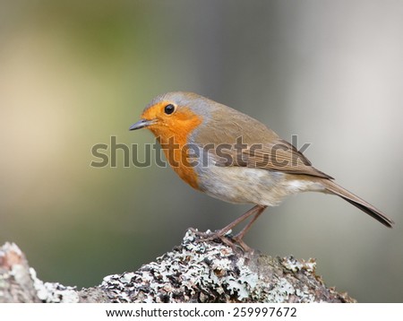 Robin (Erithacus rubecula) perched on a branch