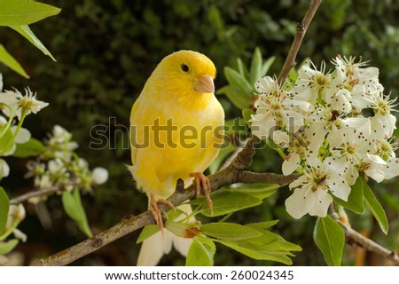 Canary-bird on a branch of a flowering pear. Royalty-Free Stock Photo #260024345