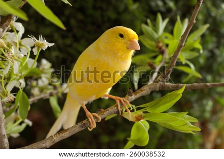Canary-bird on a branch. Royalty-Free Stock Photo #260038532