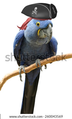 Cool and unusual pirate parrot bird portrait