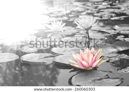 Sunlight radiated into Lotus,Pink Lotus flowers  (Nymphaea,Waterlily)  in the Garden, Black and white style