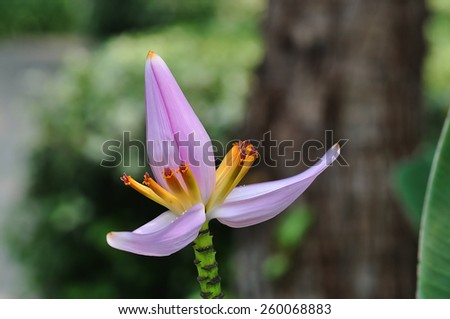 flower of pink musa ornata or flowering banana, lotus liked