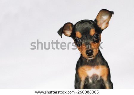 cute miniature pinscher puppy looking  Royalty-Free Stock Photo #260088005