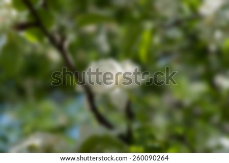 photo blurred garden background with sun light and bokeh