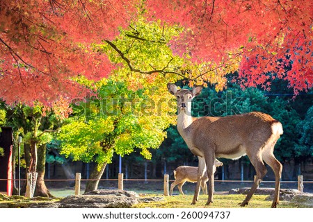Nara deer roam free in Nara Park, Japan for adv or others purpose use Royalty-Free Stock Photo #260094737