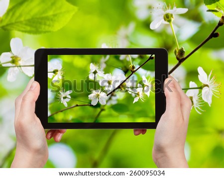 travel concept - tourist taking photo of cherry flowers in green woods in spring on mobile gadget