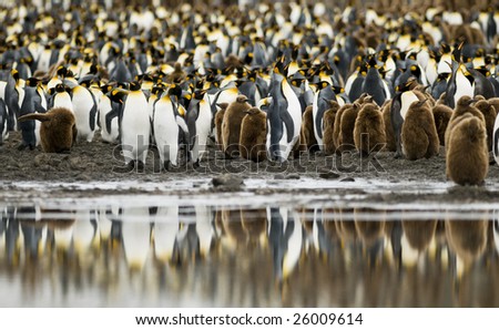 King penguin colony with water reflection - South Georgia