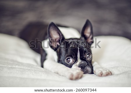 Boston Terrier Puppy on white Blanket