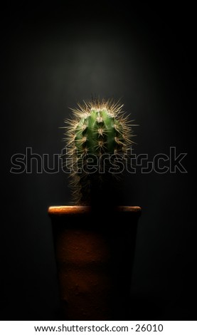 Atmospheric cactus shot. Lit from above against dark background.
