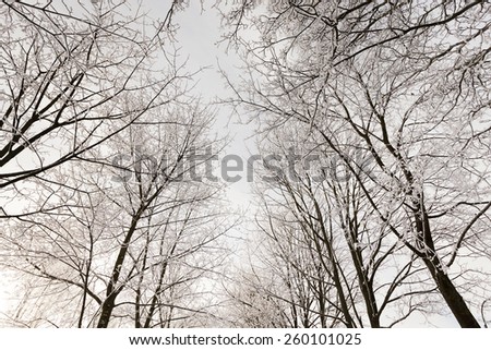   the trees   in a winter season.