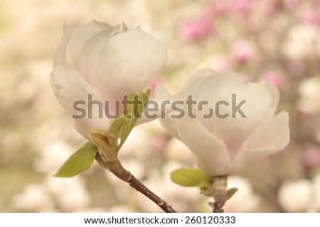 White and pink magnolia flowers on magnolia tree as a background