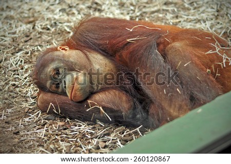 Sad gorilla Royalty-Free Stock Photo #260120867