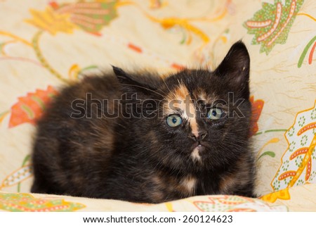 Portrait of kitten with blue eyes. Focus on the head of cat.
