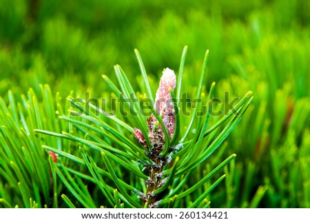 a closeup picture of a well grown green conifer
