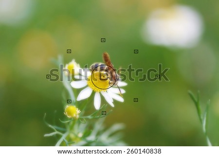 daisy flowers, focal point on camera in bee on daisy flower during the focus, blurred background