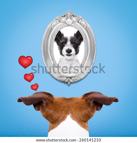 jack russell dog from back behind , watching ,looking or staring  his big love in a frame at the wall, remembering old good times