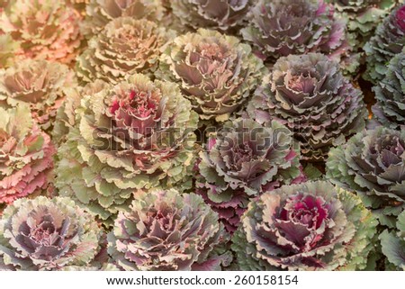 Group of purple ornamental cabbage decorate in flower garden - Color filter style pictures