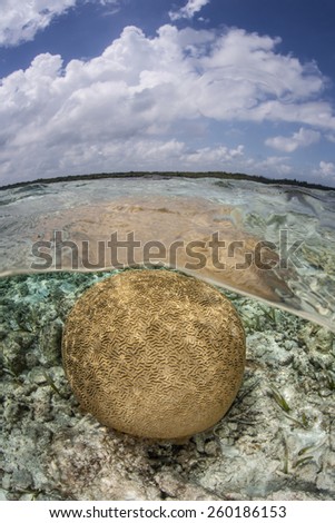 A brain coral grows in shallow water along the edge of Turneffe Atoll in Belize. The Caribbean Sea supports a wide diversity of reef invertebrates as well as fish. Royalty-Free Stock Photo #260186153