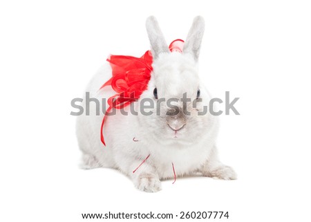 White rabbit with red ribbon isolated on white background