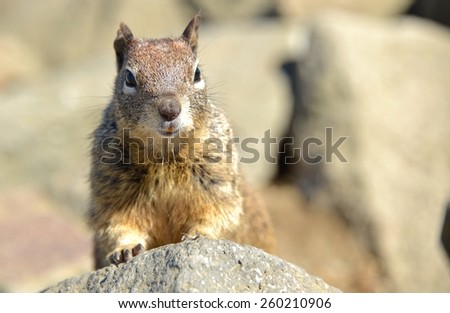 Buck toothed close up of squirrel on rocks looking at camera. 