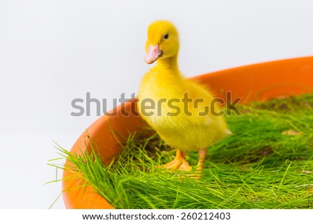 little yellow duckling on white background. happy easter